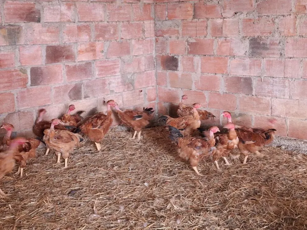 Chapon près de Foix